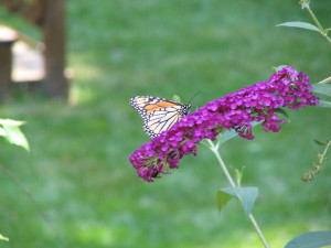 butteryfly on butteryfly bush
