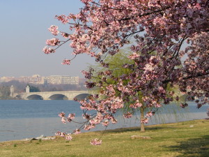 cherry trees and alington bridge