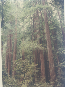 redwoods1